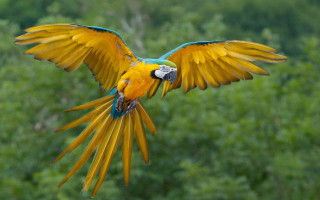 Blue yellow parrot flying forest - open free wallpaper