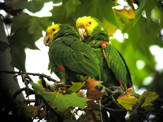 Two green parrots sitting on - bernd fasching free wallpaper