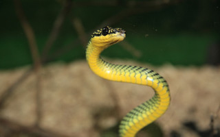 Yellow snake black head bokeh - a black eye free wallpaper