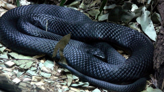 Black snake curled forest leaves - real life skin free wallpaper