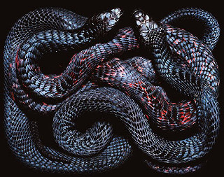 Snake curled spiral black background - a snake free wallpaper