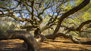 Autumn fallen tree blossoms forest - betye saar free wallpaper