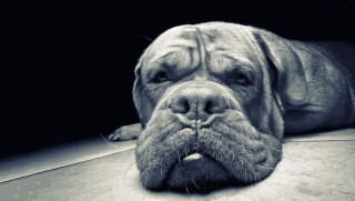 Dog laying floor tongue out - eye open free wallpaper