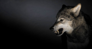 Wolf mouth open teeth dark - tooth wide free wallpaper for desktop