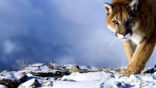 Mountain lion snow field rocks - a mountain lion free wallpaper