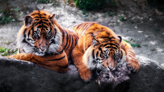 Two tigers laying rock zoo - a rock in a zoo enclosure free wallpaper