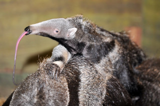 Anteater closeup pink beak tongue - sumatraism free wallpaper
