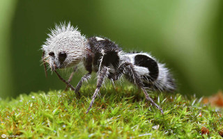 Insect mossy surface blurry grass - a mossy surface free wallpaper