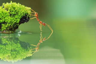Ants plant water grass couple - macro art free wallpaper