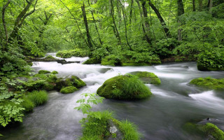 Lush forest river mossy rocks - tall tree free wallpaper