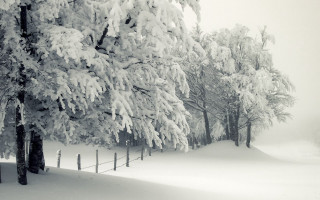 Snowy landscape trees fence foreground - postminimalism free wallpaper