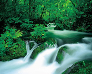 Lush green forest stream nature - tree and bushes free wallpaper