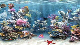 Large aquarium diverse fish vibrant - the bottom of the water free wallpaper