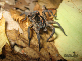 Spider closeup leaf forest blurry - a close up of a spider free wallpaper