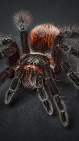 Spider closeup black background red - on free wallpaper for mobile