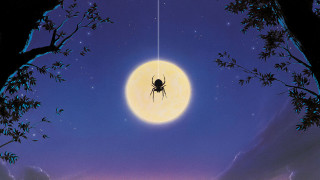 Spider hanging string sky tree - a spider free wallpaper
