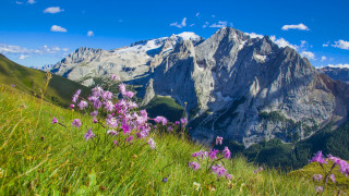 Mountain range purple flowers blue - purple flower free wallpaper for desktop