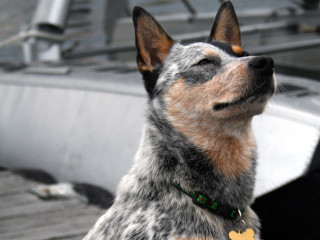 Dog boat looking up eyes - a statue free wallpaper