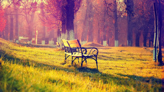 Park bench grass trees cemetery 2 - grass and trees free wallpaper