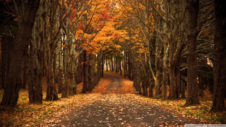 Dirt road trees leaves ground - movement free wallpaper