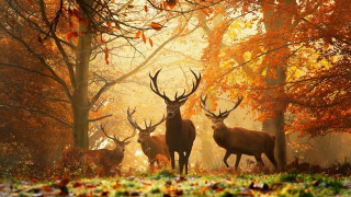 Deer forest trees leaves group 2 - arie smit free wallpaper