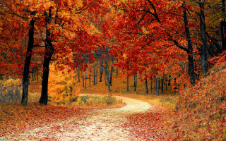 Road woods orange leaves trees - orange leaf free wallpaper