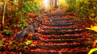 Steps woods leaves ground trees 2 - a set of steps free wallpaper