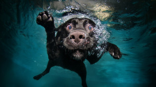 Dog swimming paw up camera - his paw free wallpaper