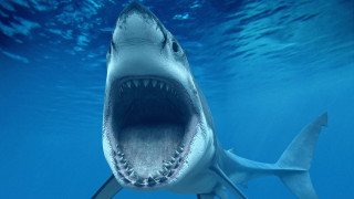 Shark open mouth water scuba - a shark free wallpaper