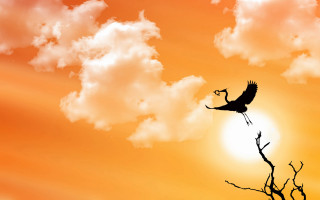 Bird flying sunset clouds tree - alexander stirling calder free wallpaper