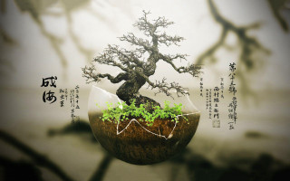 Bonsai tree vase chinese message - chinese free wallpaper
