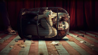 Person cage bird fallen leaves - a cage free wallpaper