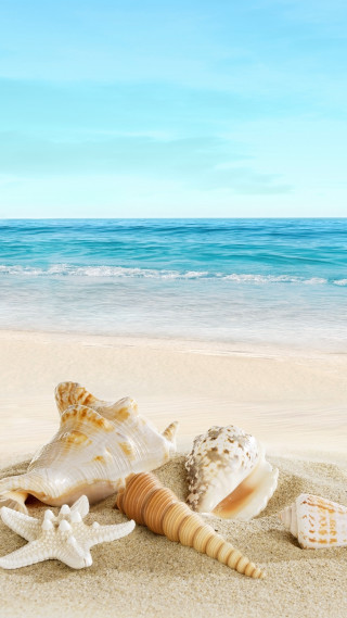 Seashell starfish beach sand ocean - sandy free wallpaper for mobile