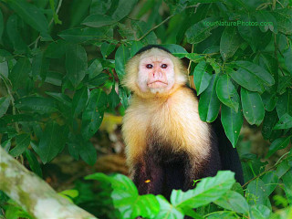Monkey smiling in tree green - a green leafy background free wallpaper