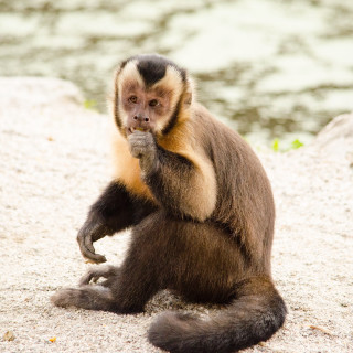 Monkey sitting rock hand face - free animals wallpaper for tablet