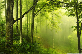 Green forest path trees background - a green forest free wallpaper