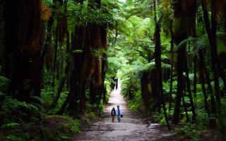 Two people walking forest path - tree and ferns free wallpaper