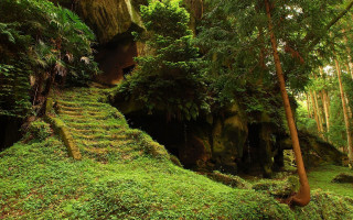 Lush green forest staircase cave 2 - floor free wallpaper