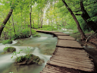 Wooden walkway crosses stream forest - side of it free wallpaper