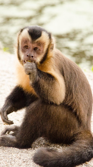Monkey sitting eating looking camera - a blurry background free wallpaper for mobile