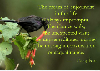 Black bird branch quote great - liminal free wallpaper