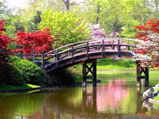 Bridge pond red tree flowers - free spring wallpaper