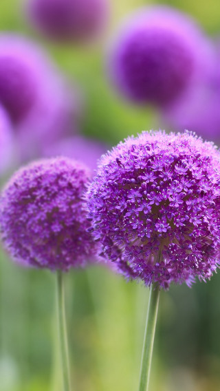 Purple flower closeup blurry background 6 - a close up free wallpaper for mobile