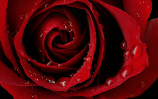 Red rose water droplets black 5 - a red rose free wallpaper