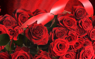 Red roses red ribbon red - red rose free wallpaper