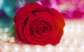 Red rose table pearls beaded - necklace free wallpaper