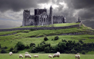 Sheep grazing field castle stormy - a herd of sheep free wallpaper