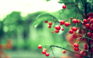 Red berries hanging tree branch - a tree branch in a forest free wallpaper