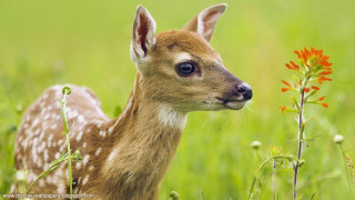 Young deer field grass flowers - daarken free wallpaper