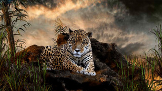 Leopard rock grass cloudy sky - wildlife photography free wallpaper